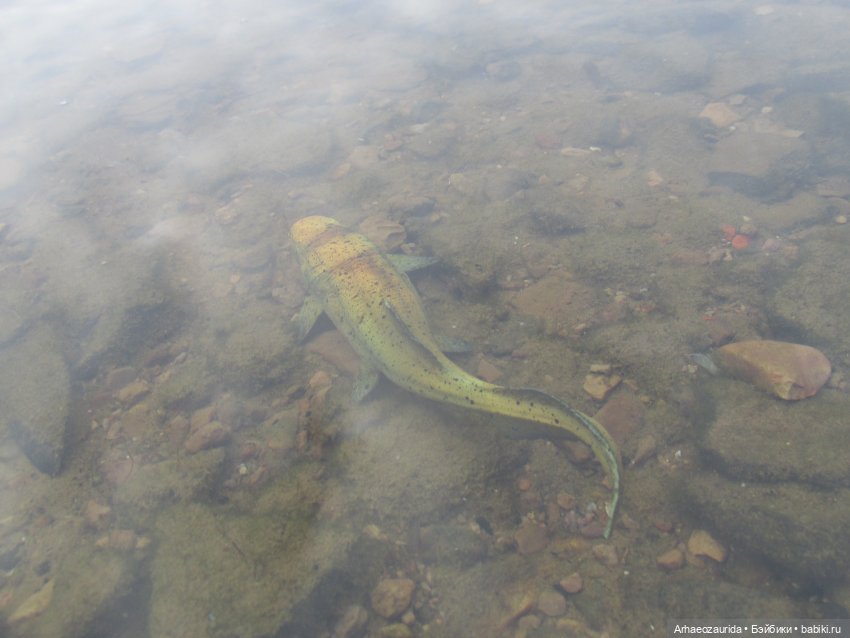 Кейнес: Ждущая Море — Интересные игрушки и фигурки (разное): редкие