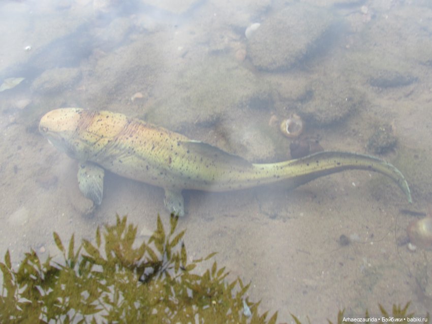 Кейнес: Ждущая Море — Интересные игрушки и фигурки (разное): редкие