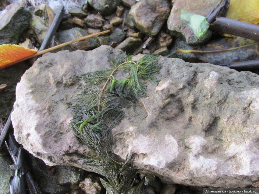 Кейнес: Ждущая Море — Интересные игрушки и фигурки (разное): редкие