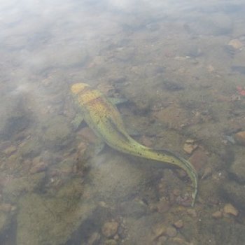 Кейнес: Ждущая Море