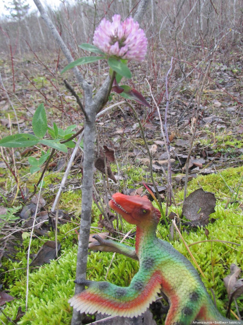 Ящеры на Холмах: осеннее переселение (фото 3)