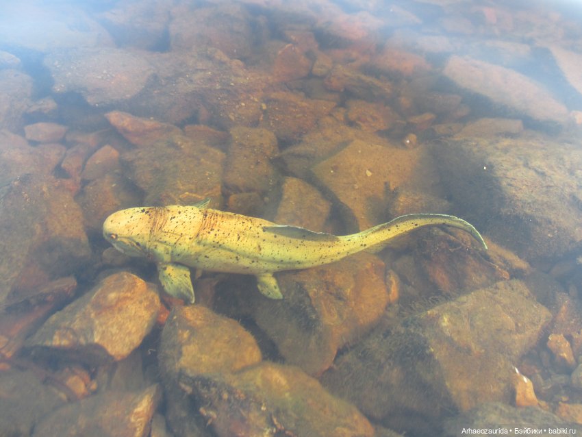 Ящеры на Холмах: ищем Кейнеса (фото 7)