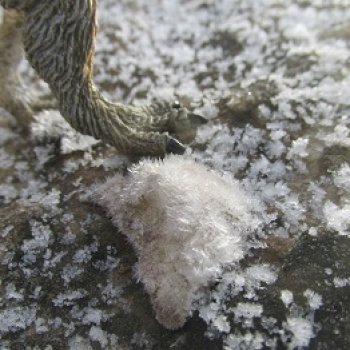 Ящеры в Холмах: кто приходит с первым снегом