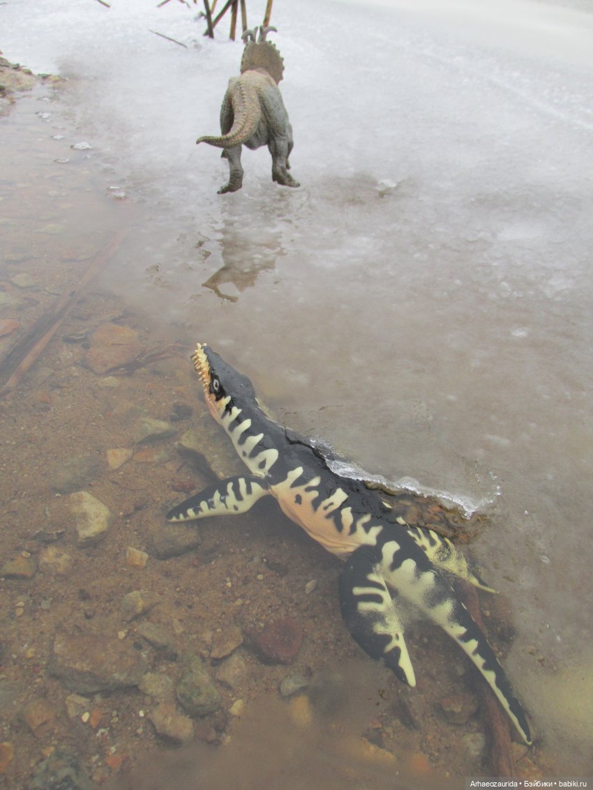 Ящеры у реки: кто не спит подо льдом (фото 6)