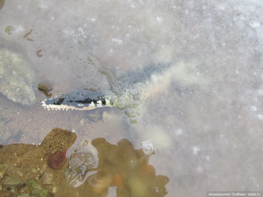 Ящеры у реки: кто не спит подо льдом | Бэйбики Ящеры у реки: кто не спит подо льдом (фото 4)