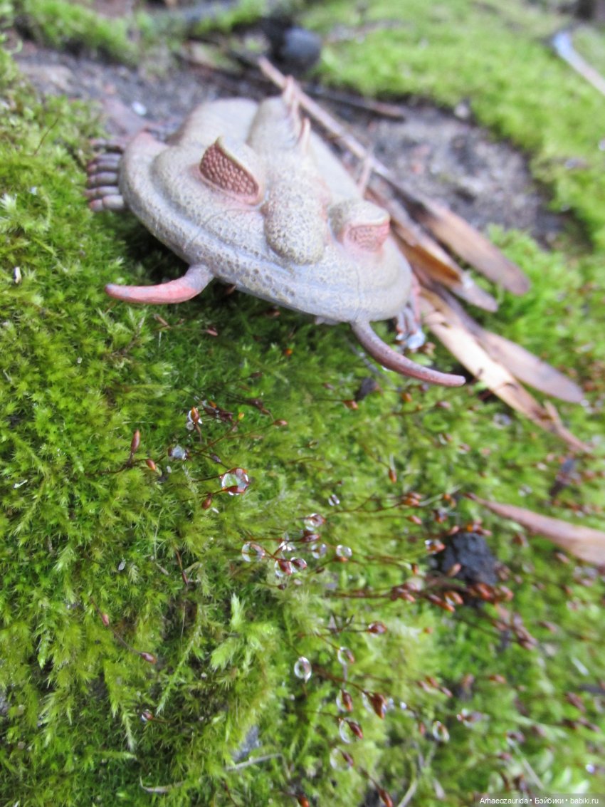 Зимняя прогулка с трилобитом (фото 8)