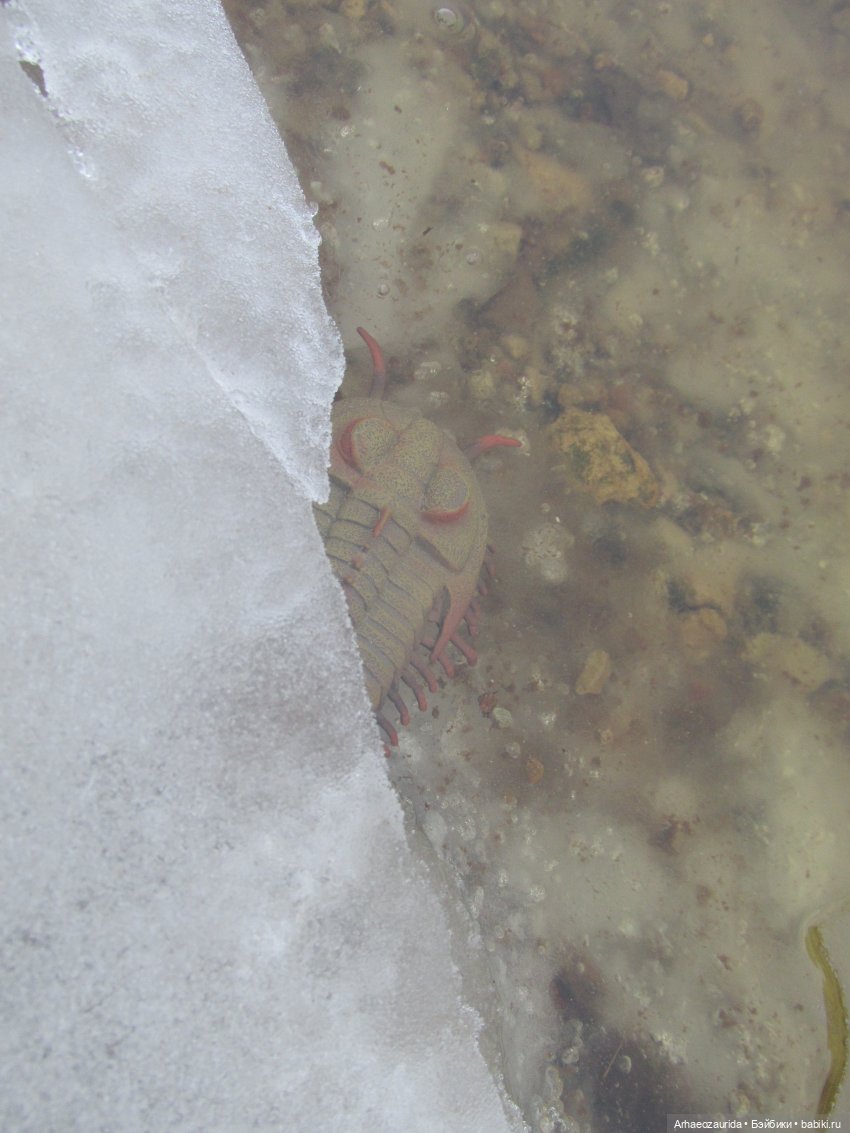 Зимняя прогулка с трилобитом