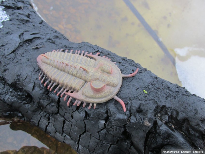 Зимняя прогулка с трилобитом (фото 5)