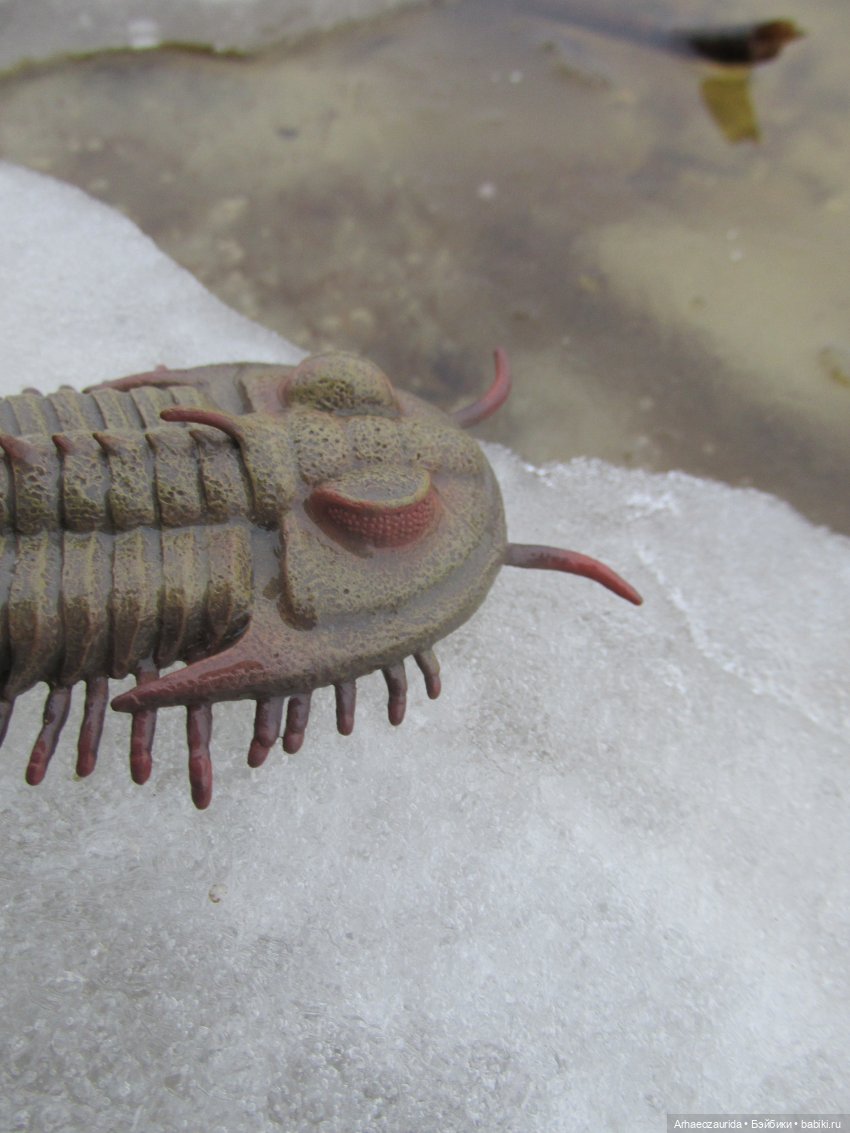 Зимняя прогулка с трилобитом (фото 3)