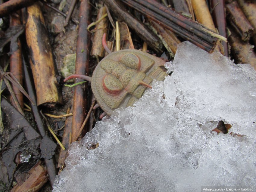 Зимняя прогулка с трилобитом (фото 7)