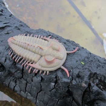 Зимняя прогулка с трилобитом