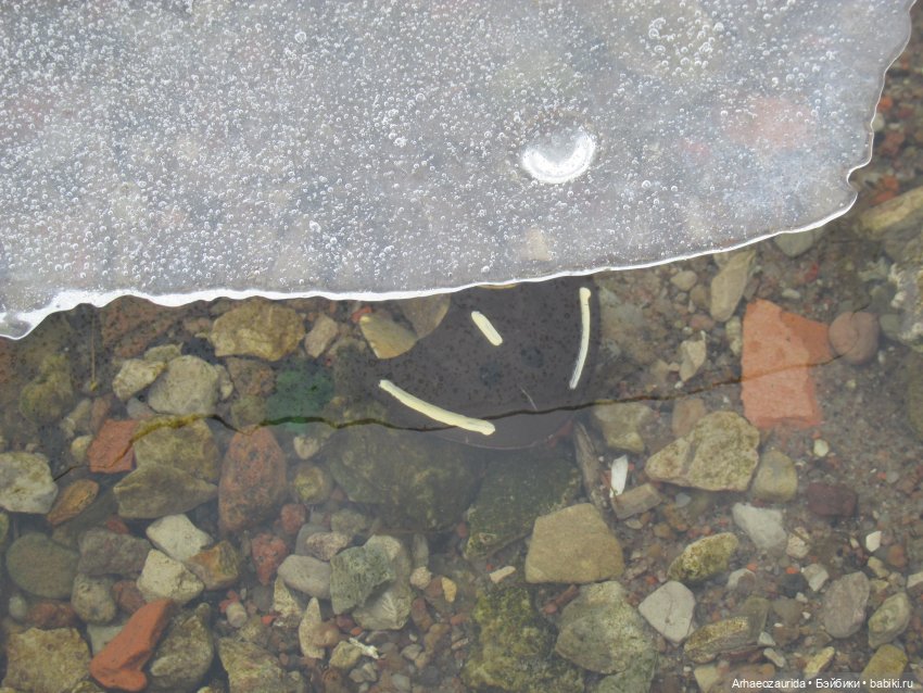 Ящеры у реки: рано прилетел (фото 9)