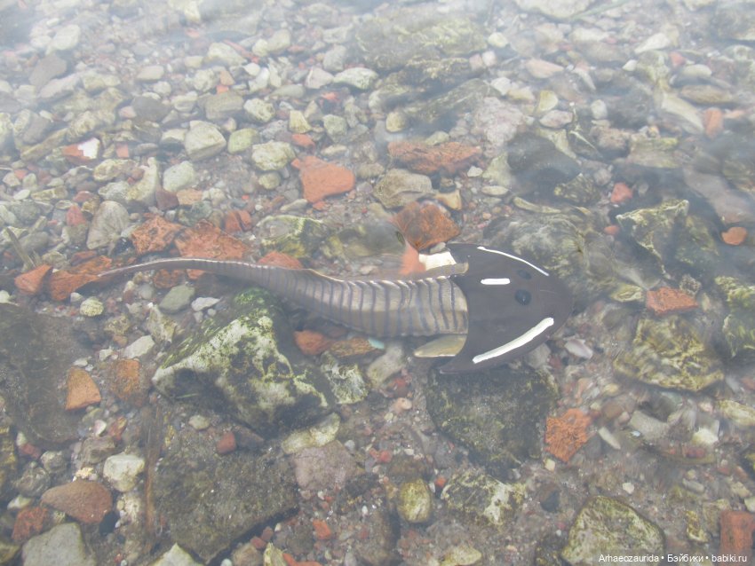 Ящеры у реки: рано прилетел