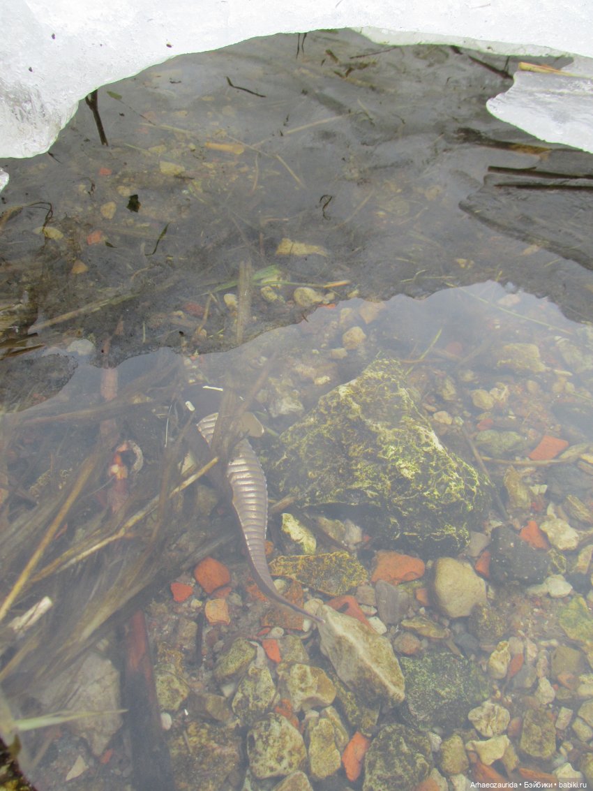 Ящеры у реки: рано прилетел