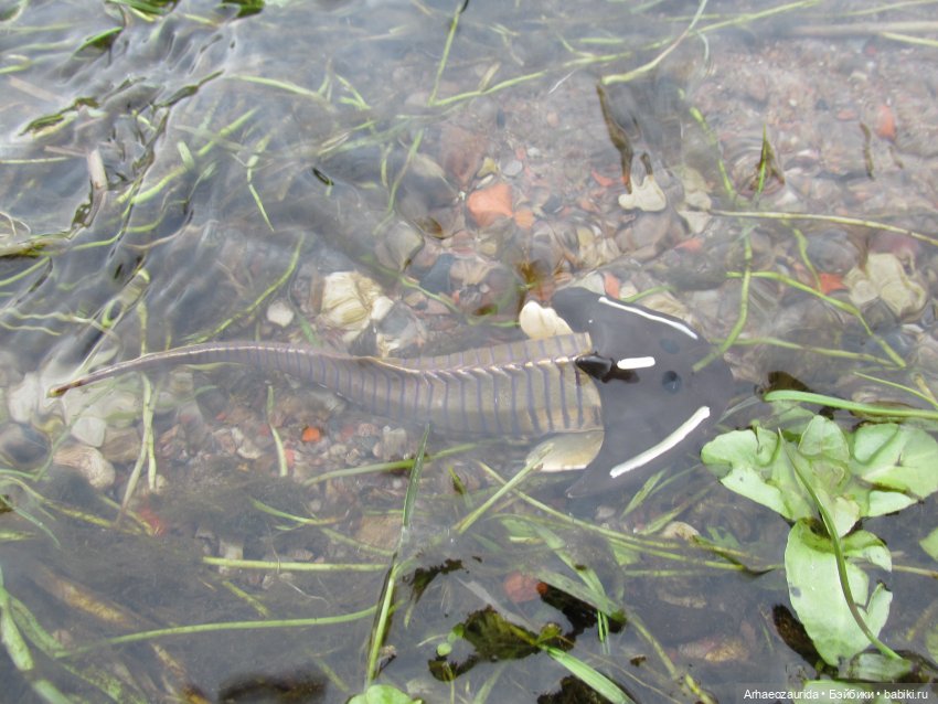 Ящеры у реки: рано прилетел (фото 10)