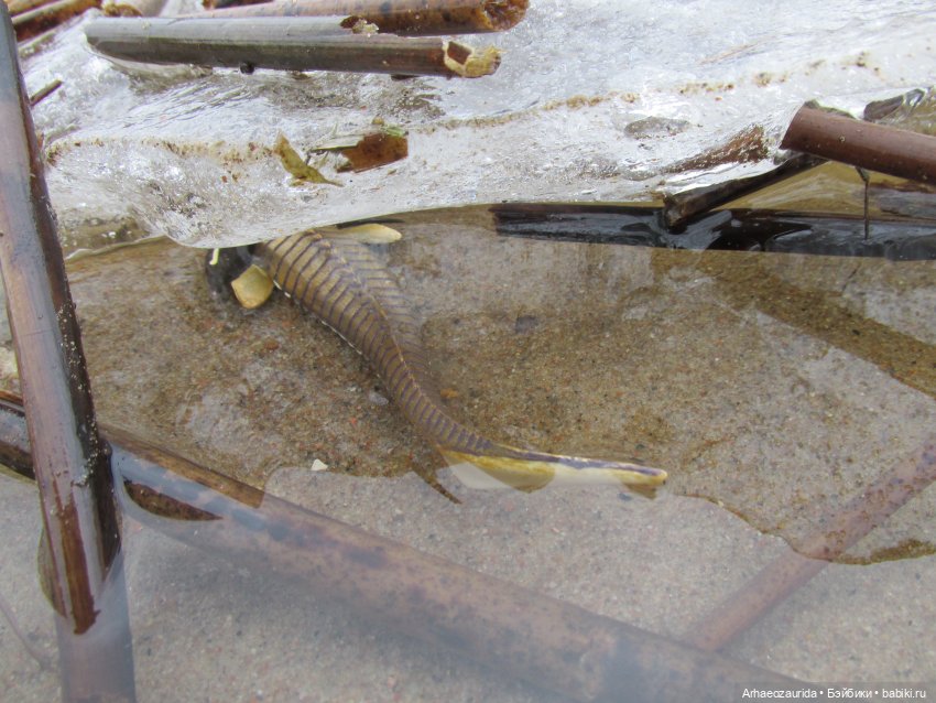 Ящеры у реки: очень скользко