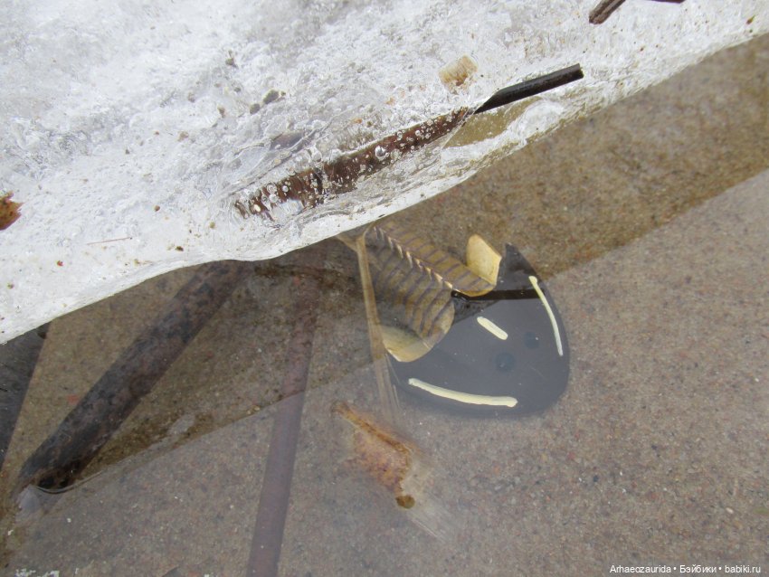 Ящеры у реки: очень скользко (фото 9)