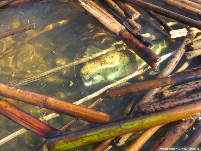 Кейнес на Холмах: ещё одна весна