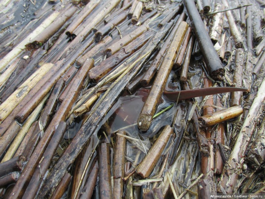 Ящеры у реки: морские гости (фото 5)