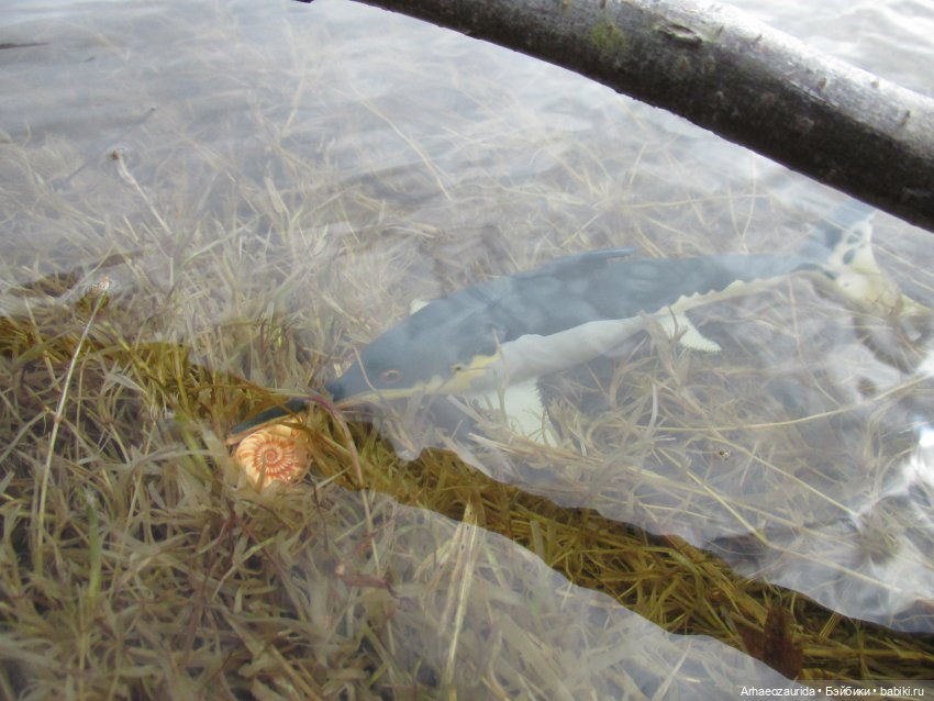 Ящеры у реки: морские гости (фото 9)
