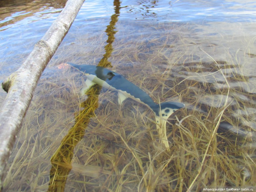 Ящеры у реки: морские гости (фото 8)