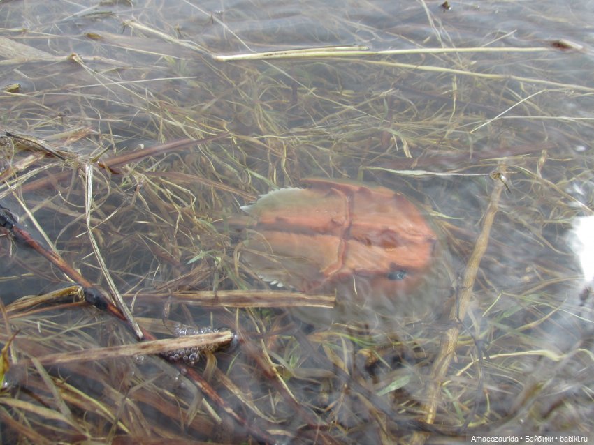 Ящеры у реки: морские гости (фото 2)