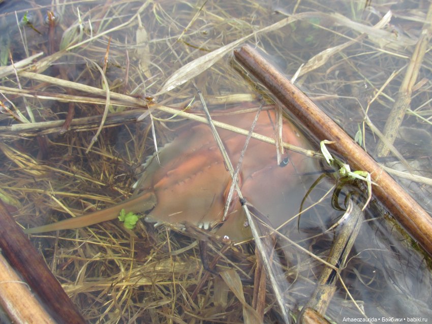 Ящеры у реки: морские гости