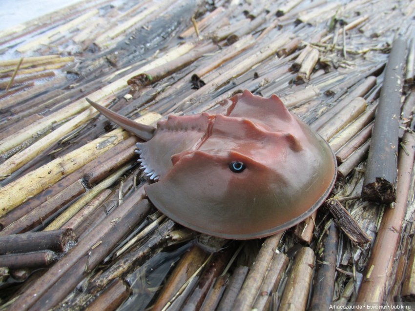 Ящеры у реки: морские гости (фото 4)