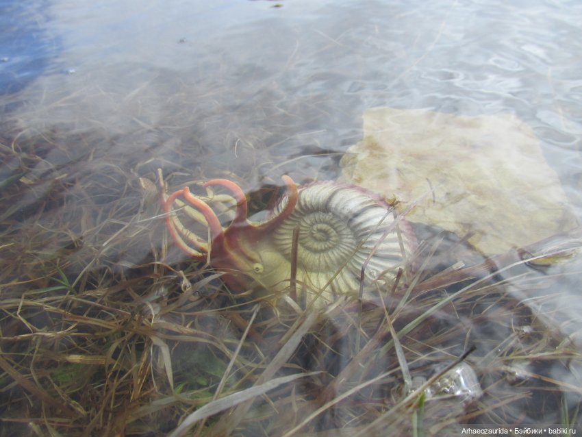 Ящеры у реки: морские гости (фото 6)