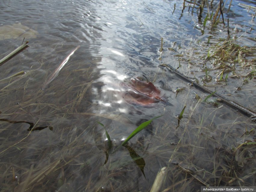 Ящеры у реки: морские гости (фото 3)