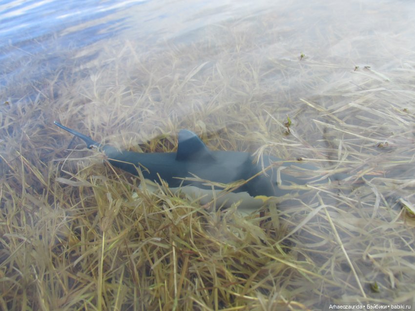 Ящеры у реки: морские гости (фото 7)