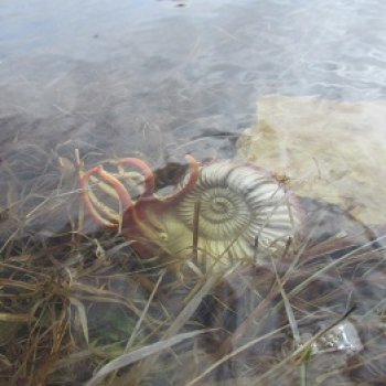 Ящеры у реки: морские гости