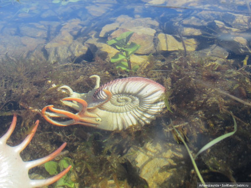 Каменное Озеро: под водой (фото 5)