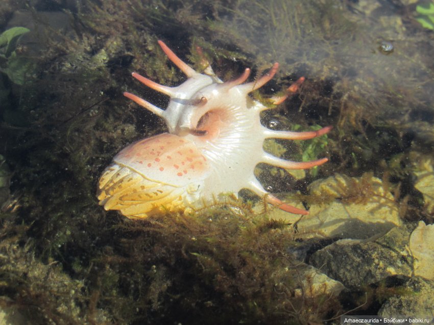 Каменное Озеро: под водой (фото 2)