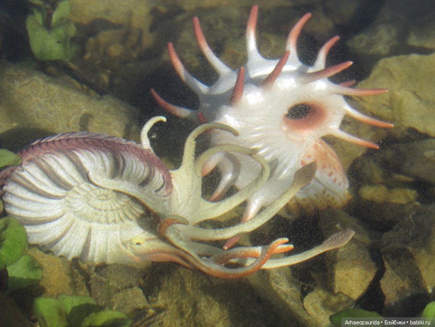 Каменное Озеро: под водой (фото 8)