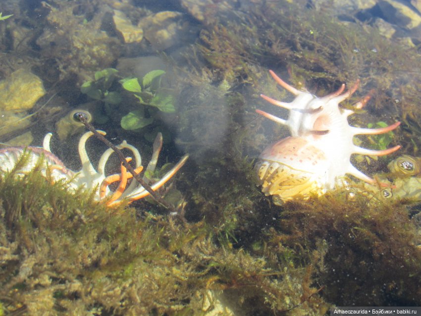 Каменное Озеро: под водой (фото 4)