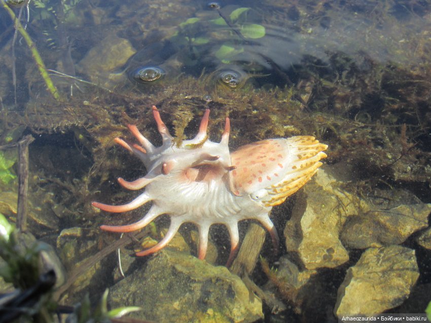 Каменное Озеро: под водой