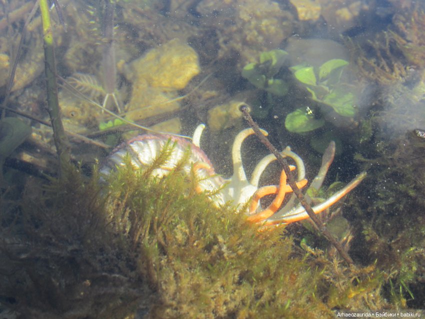 Каменное Озеро: под водой (фото 3)