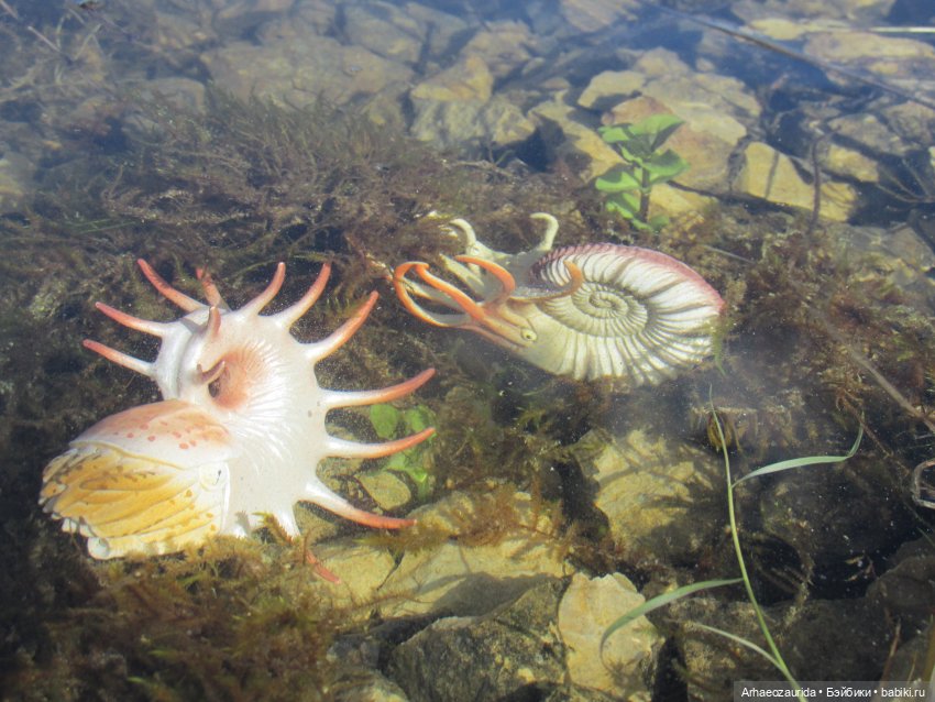 Каменное Озеро: под водой (фото 6)