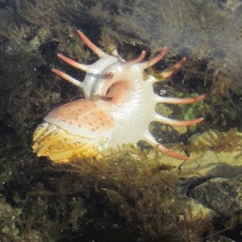 Каменное Озеро: под водой