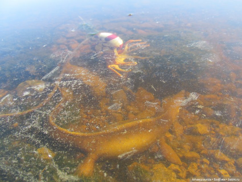 Ящеры у реки: в мутной воде (фото 5)