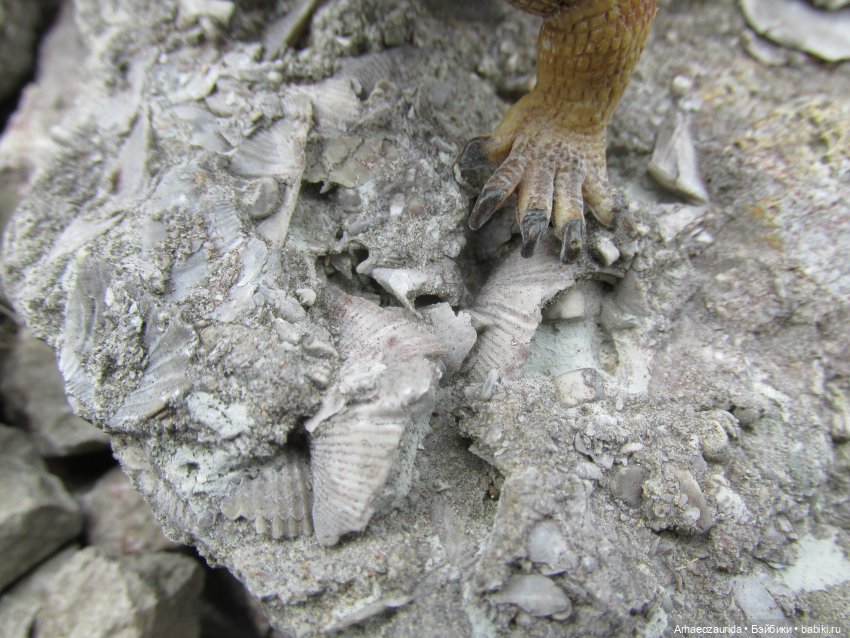 Ящеры у реки: в мутной воде (фото 10)