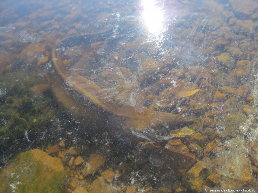 Ящеры у реки: в мутной воде (фото 7)