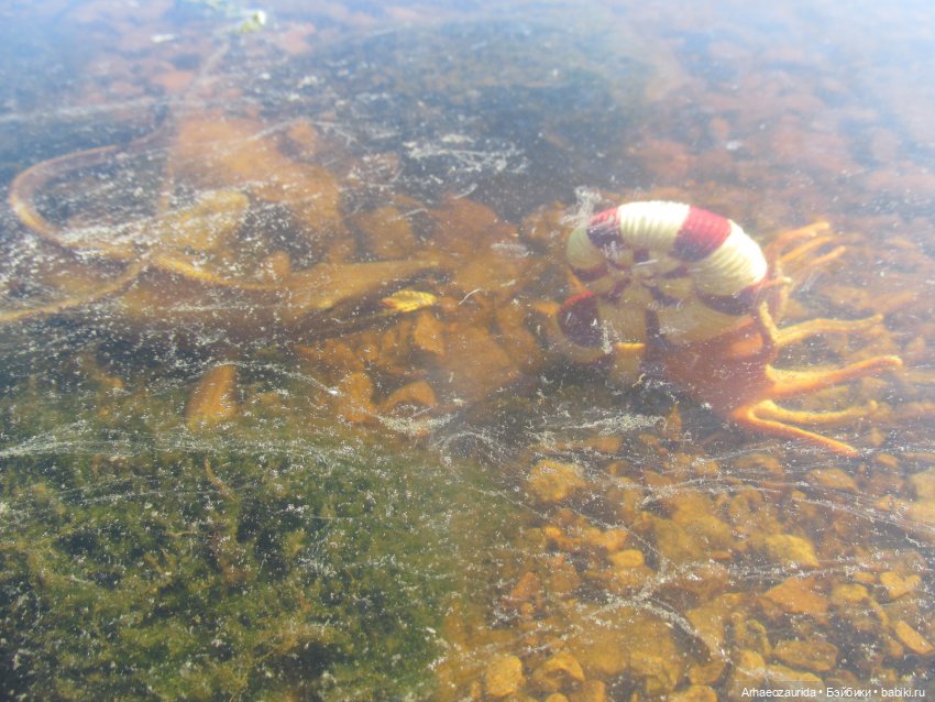 Ящеры у реки: в мутной воде (фото 4)