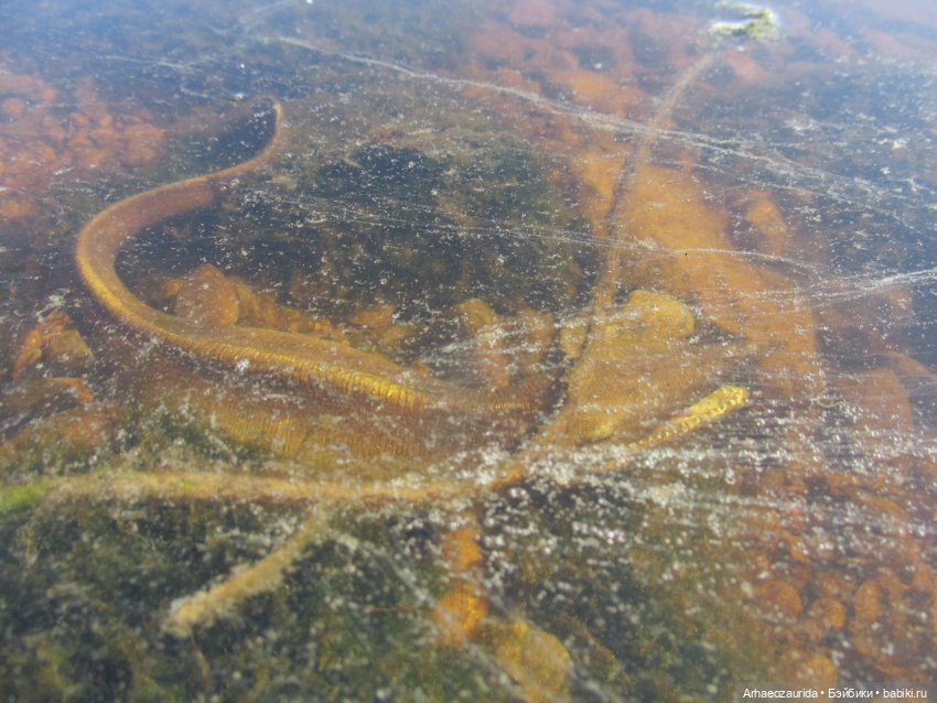 Ящеры у реки: в мутной воде (фото 2)