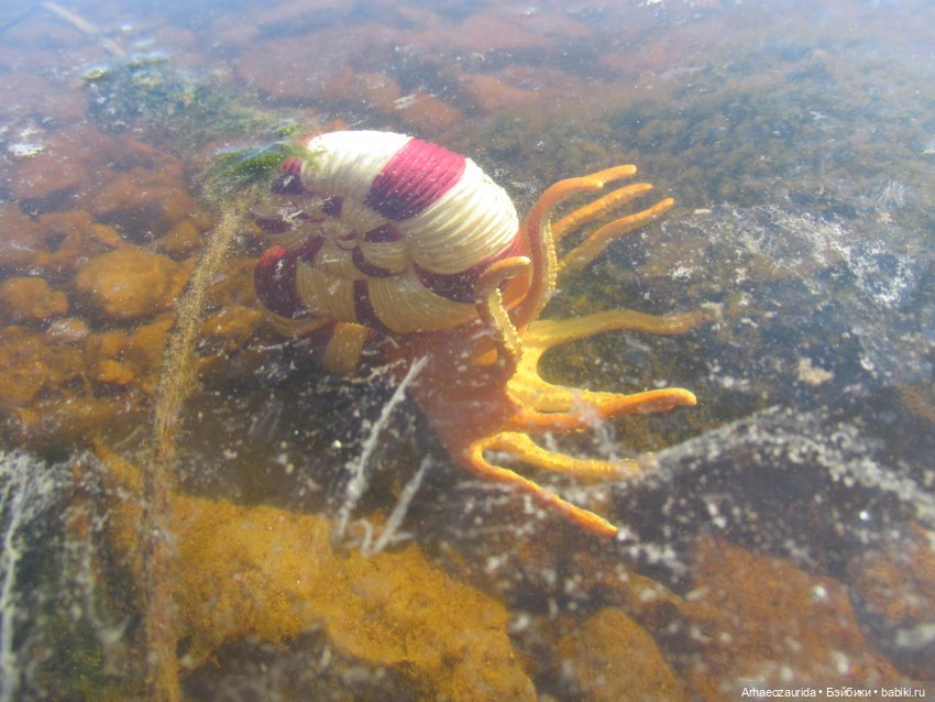 Ящеры у реки: в мутной воде (фото 6)
