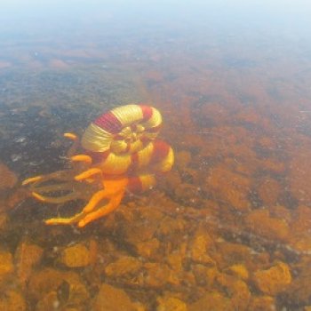 Ящеры у реки: в мутной воде