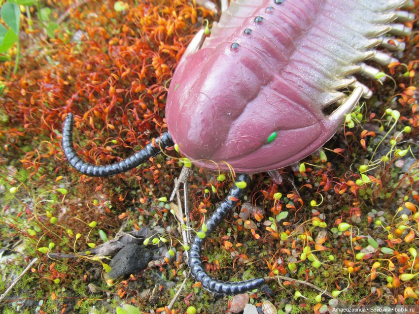 Трилобиты на Холмах и у Реки