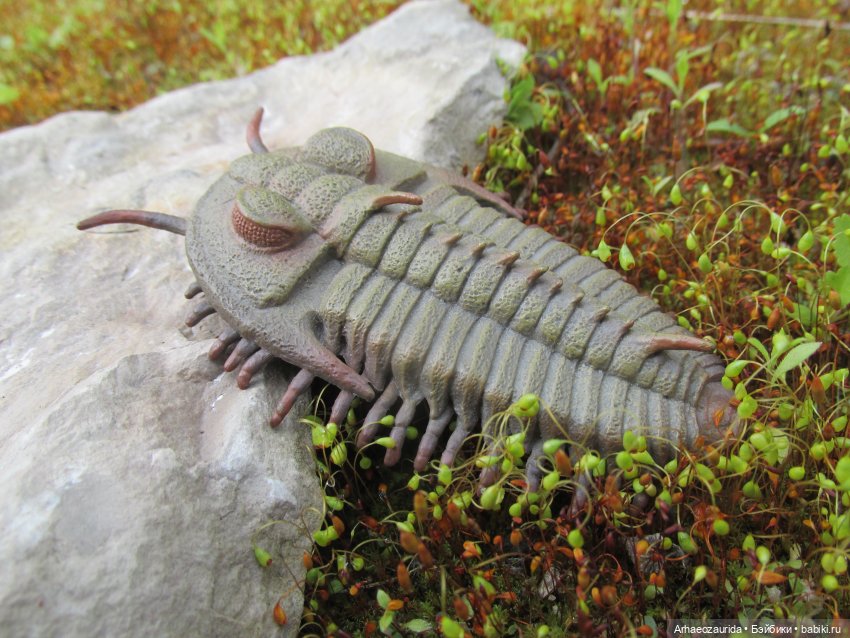 Трилобиты на Холмах и у Реки