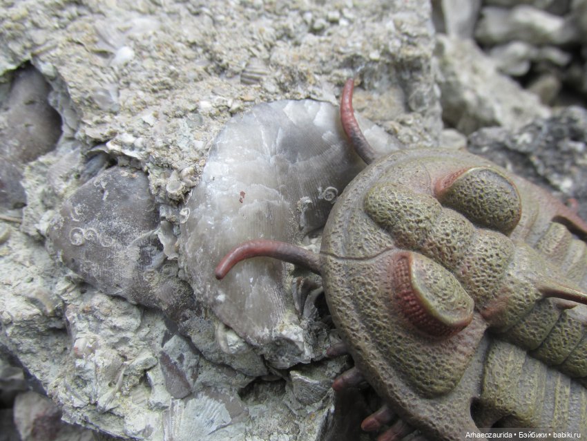 Трилобиты на Холмах и у Реки